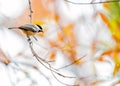 Black-capped Chickadee (Poecile atricapillus) in New Mexico