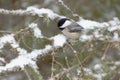 Black-capped Chickadee Poecile atricapillus Royalty Free Stock Photo