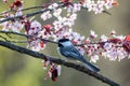 Black-capped Chickadee perched on a flowering plum tree in spring Royalty Free Stock Photo