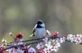 Black-capped Chickadee perched on a flowering plum tree in spring Royalty Free Stock Photo