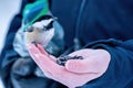 Black-capped Chickadee (Poecile atricapillus) perched on a girl's hand Royalty Free Stock Photo