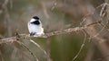 Black-capped Chickadee (Poecile atricapillus) perched on a tree branch Royalty Free Stock Photo