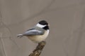 Black-capped Chickadee, Poecile atricapillus, perched on twig Royalty Free Stock Photo