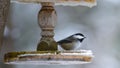 Black-capped Chickadee Poecile atricapillus Royalty Free Stock Photo