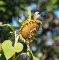 Black Capped Chickadee Or Poecile Atricapillus On Sunflower Royalty Free Stock Photo