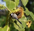 Black Capped Chickadee Or Poecile Atricapillus On Sunflower Royalty Free Stock Photo