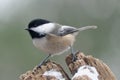 Black-capped Chickadee Poecile atricapillus in Winter