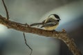 Winter black-capped chickadee ready to take flight Royalty Free Stock Photo