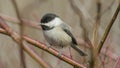 Black Capped Chickadee on a red twig shrub Royalty Free Stock Photo