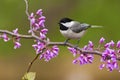 Black-capped Chickadee on Redbud Royalty Free Stock Photo