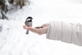 Black-capped Chickadee Resting On Girl\'s Hand