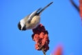 Black-capped chickadee on a Rhus typhina branch. Poecile atricapillus