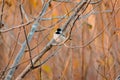 Black capped chickadee ruffling its feathers in a tree on an autumn day Royalty Free Stock Photo