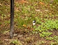 Black capped chickadee scavenging on ground next to feeder in No Royalty Free Stock Photo