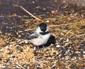 Black Capped Chickadee Royalty Free Stock Photo