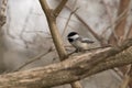 Black capped chickadee singing