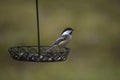 Black Capped Chickadee Royalty Free Stock Photo