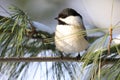 Black-capped chickadee sitting on a fir tree branch in winter  Quebec Royalty Free Stock Photo