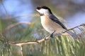 Black-capped chickadee sitting on a fir tree branch Royalty Free Stock Photo