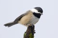 Black Capped Chickadee Small Bird