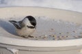 Black-capped Chickadee at the Feeder Royalty Free Stock Photo