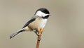 Chickadee Black capped Perched Bird Poecile atricapillus Royalty Free Stock Photo