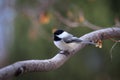 Black capped chickadee is a small north american songbird Royalty Free Stock Photo