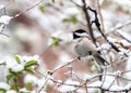 Black-capped Chickadee in fresh Spring Snowstorm Royalty Free Stock Photo