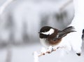 A Black-Capped Chickadee on Snowy branch Royalty Free Stock Photo