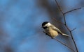 Black-Capped Chickadee songbird perched on small branch Royalty Free Stock Photo