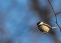 Black-Capped Chickadee songbird perched on small branch Royalty Free Stock Photo