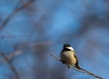 Black-Capped Chickadee songbird perched on small branch Royalty Free Stock Photo