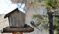 Black-capped Chickadee 2 Royalty Free Stock Photo