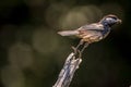 Black Capped Chickadee taking flight Royalty Free Stock Photo