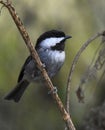 A black-capped chickadee on a twig Royalty Free Stock Photo