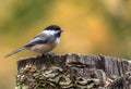 Black-capped Chickadee at Tylee Marsh, Rosemere, Quebec, Canada