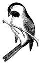 Black Capped Chickadee, vintage illustration
