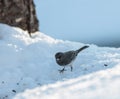 Black Capped Chickadee Walking Through the White Snow Royalty Free Stock Photo