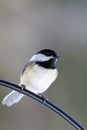 Black-capped Chickadee on a wire