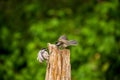 Black Capped Chickadees contesting a fence post Royalty Free Stock Photo