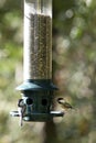 Black-Capped Chickadees Royalty Free Stock Photo