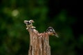Black Capped Chickadees facing each other Royalty Free Stock Photo