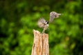 Black Capped Chickadees fighting Royalty Free Stock Photo