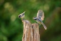 Black Capped Chickadees fighting in summer Royalty Free Stock Photo