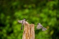 Black Capped Chickadees ready to fight Royalty Free Stock Photo