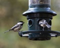 Black Capped chickadees Royalty Free Stock Photo