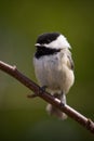 A Black-Capped Chikadee Close-up Royalty Free Stock Photo