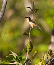 Black-capped Donacobius Royalty Free Stock Photo