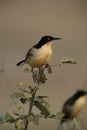 Black-capped donacobius, Donacobius atricapillus Royalty Free Stock Photo