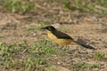 Black-capped donacobius, Donacobius atricapillus Royalty Free Stock Photo